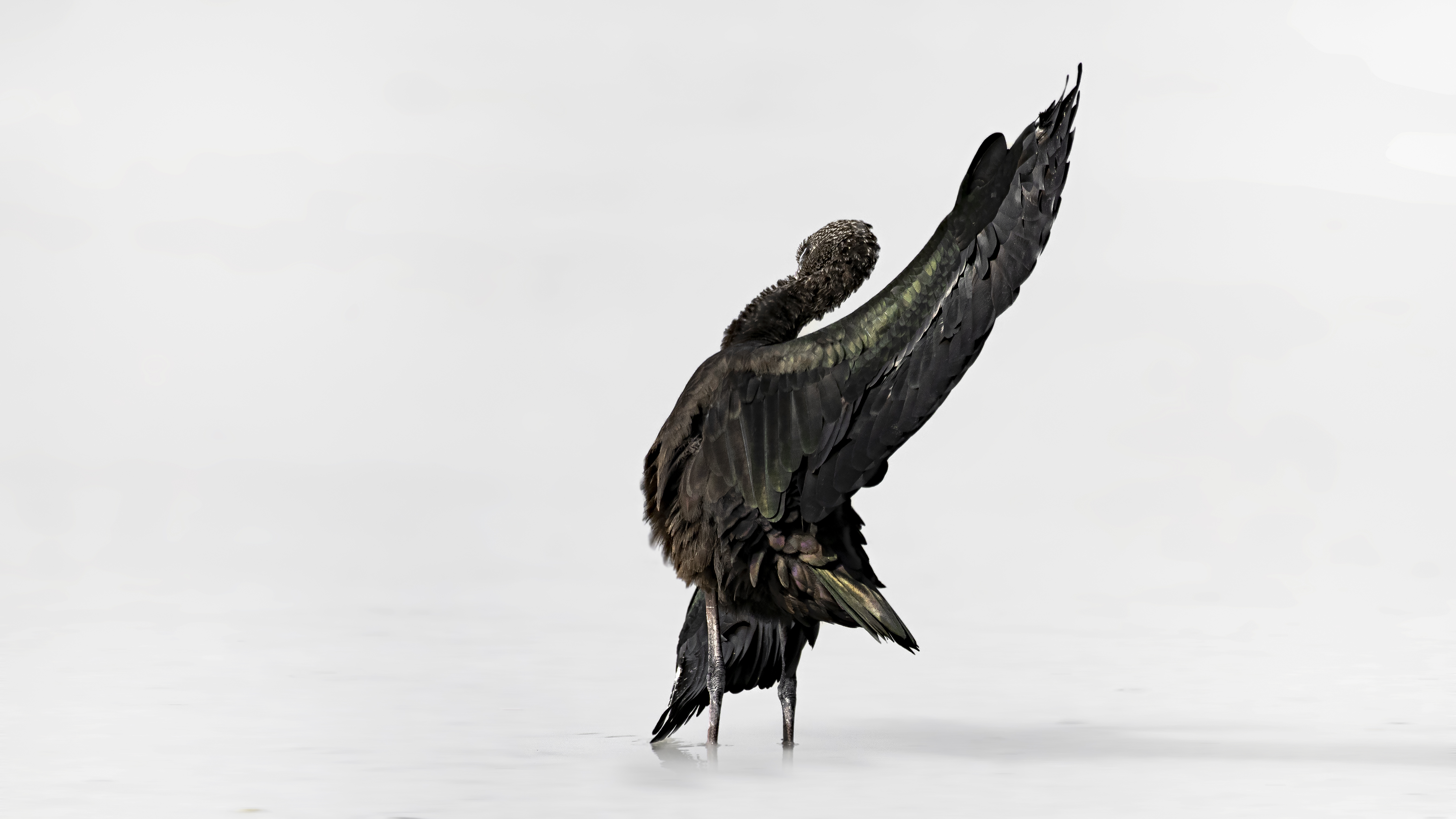 Plegadis Falcinellus